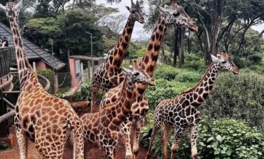 Abuja (ABV) → Cairo (CAI) or Nairobi (NBO)