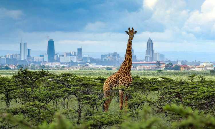 Abuja (ABV) → Cairo (CAI) or Nairobi (NBO)